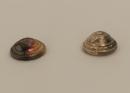 16 mm - Boutons bombés vieil argent avec cor