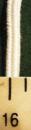 Cordon carré 4 X 4 mm - blanc-crème pour brandebourgs - Galon militaire fab. ancienne - Le mètre