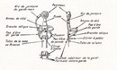 L'Épée au XVI ème siècle