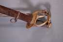 Sabre d'officier de cavalerie  légère, belle époque, avec dragonne cuir