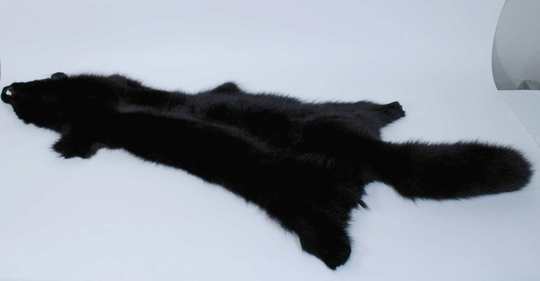 Peaux de renard teintes en noir 120 cm minimum 