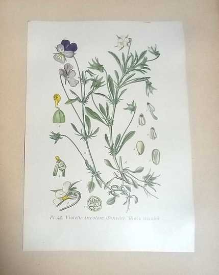 Masclef, A., Atlas des plantes de France, Utiles, Nuisibles et Ornementales. Paris: Paul Klincksieck.