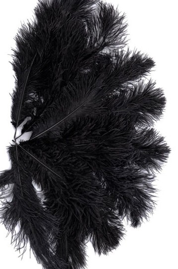 Plume d'autruche noire 50-60 cm - L'unité